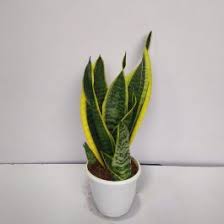 Nov 30, 2019 · sansevieria trifasciata 'golden flame' 'golden flame' is one of the most interesting cultivars. Sansevieria Trifasciata Gold Flame Archives Nursery Buy