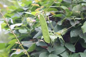 Image result for Canavalia cathartica