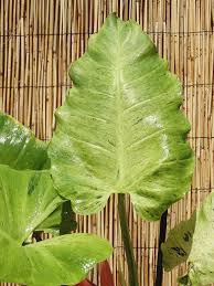 Philodendron Jungle Fever Plant In 6 Pot The Philodendron Guru Plants Cool Plants Philodendron