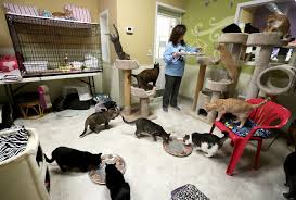 Adopt a pet at an animal shelter in hackettstown nj today. Animal Shelters Face Tough Times In Coronavirus Outbreak Your Help May Be Their Cure Nj Com