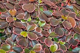 Image result for Acalypha polymorpha