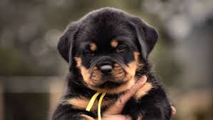 Born on the 14th march 2021. German Rottweiler Puppies For Sale