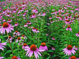 Echinacea is a popular herbal remedy in the united states. What Is Eating My Coneflower S Petals Horticulture