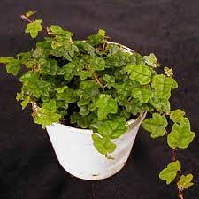 We did not find results for: Ficus Pum Quercifolia The Violet Barn African Violets And More