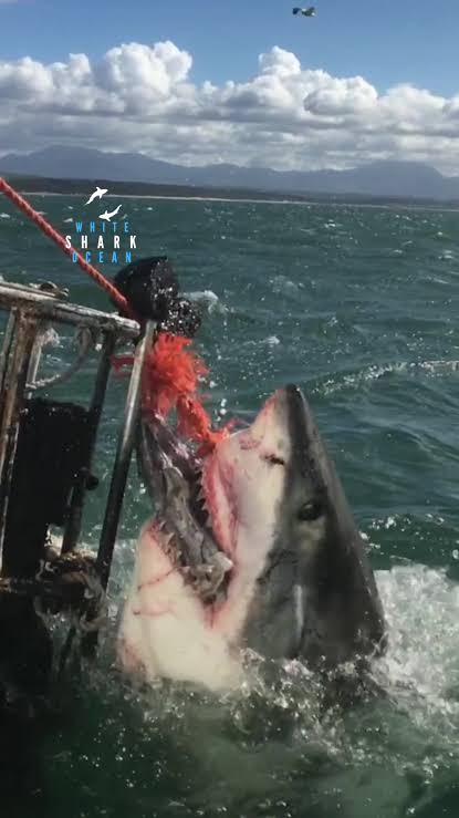 Big Great White Shark Emerges Unexpectedly