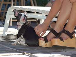 Why Do Puppies Attack Your Feet Dog Discoveries