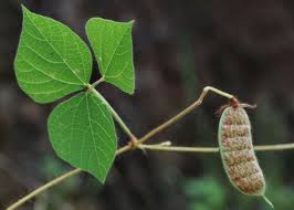 Image result for Rhynchosia ferruginea