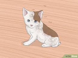 Cats that are elderly, obese or have mobility issues may find it a challenge to keep clean (at least to cat standards). How To Bathe A Kitten With Pictures Wikihow