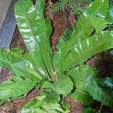 Image result for Asplenium blastophorum