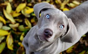 Eye Protection For Dogs Why When Australian Dog Lover Weimaraner Puppies Weimaraner Dogs Grey Dog