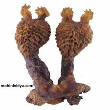 Facebook Hatha jodi or also known as hatha jori is the root of a rare kind of herb found in madhya pradesh (india) in amar kantek hills and in the lumibani valley of nepal, there are thick forests. facebook
