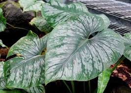 Philodendron Sodiroi Philodendron Philodendron Plant Easy To Grow Houseplants