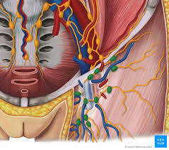 In fact you would hope they would cleanse the groin area. Lymph Nodes Of The Pelvis And Lower Limb Anatomy Kenhub