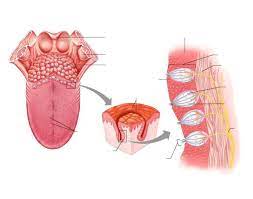 Taste Bud Anatomy