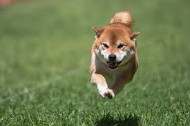 We did not find results for: 5 Shiba Inu Littermates And Their Sire Dominate Breed Fastcat Rankings