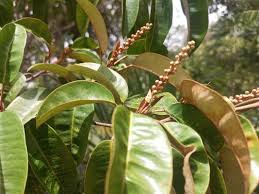 Image result for Croton gratissimus