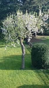 Apfelbaum Garten Gartenbaume Haus Und Garten