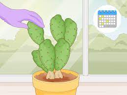 How to get rid of fungus gnats on cactus seedlings (san pedro, peyote etc.) 3 Simple Ways To Get Rid Of Cactus Bugs Wikihow