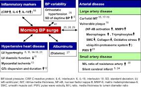 Morning Surge In Blood Pressure And Cardiovascular Risk