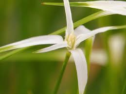 Image result for Rhynchospora gracillima