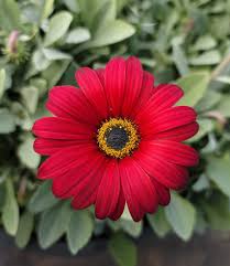 Image result for Artabotrys stolzii