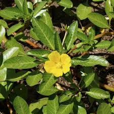 Image result for Ludwigia leptocarpa