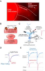 Aug 03, 2020 · find new ideas and classic advice on strategy, innovation and leadership, for global leaders from the world's best business and management experts. An Optogenetic Method For Investigating Presynaptic Molecular Regulation Scientific Reports