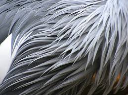 Birds Of A Feather New Vegas Bug Bird Feathers Close Up A Photo On Flickriver Bird Feathers Feather Texture Feather