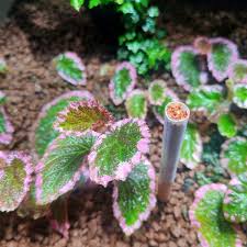 Image result for Begonia wollastonii