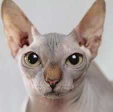 These prevalences were found in cats with an average age of 2.62 years. Caring For A Sphynx Cat