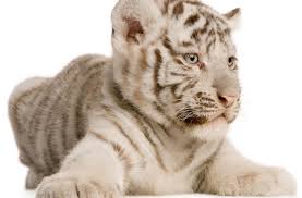 By ryan o'bleness may 3 / new. 20 Things You Didn T Know About Big Cats Discover Magazine