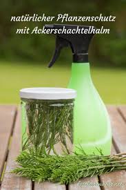 Naturliche Pflanzenschutzmittel Mit Ackerschachtelhalm Einfach Selber Ansetzen Pilze Im Garten Pflanzen Und Wintergemuse Anbauen