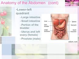 Check spelling or type a new query. Chapter 8 Abdominal Injuries Objectives Understand The Anatomy Of The Abdomen Understand The Implications Of Illness Or Injury Related To A Specific Ppt Download