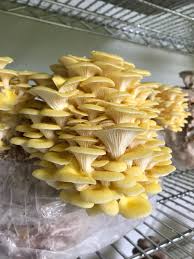 Check spelling or type a new query. Gourmet Finally Fruited My First Golden Oyster Mushrooms Mushroomgrowers