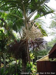 Image result for Pteronia acuminata