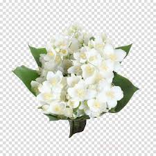 Flower Jasmine Flower Png Images However, the background color you use will change. flower jasmine flower png images