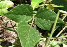 Image result for Vigna luteola