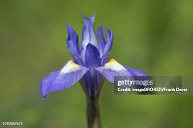 Image result for Moraea simulans