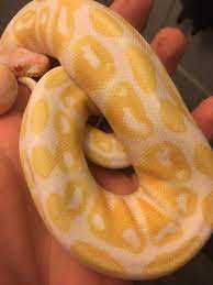 This Is One Of My Other Snakes Morty He Is A 1 Year Old Albino Ball Python I Really Enjoy Not Only His Colors Which Are A Nic Animal Makeup Snake