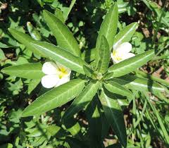 Image result for Ludwigia adscendens