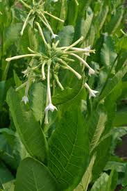 Image result for Nicotiana