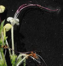 Image result for Clerodendrum ternatum