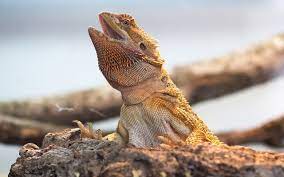 Yellow fungal infection is, as it suggests, a disease caused by a fungal infection. Yellow Fungus In Bearded Dragons Here S What You Need To Do Now