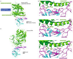Camel nine was introduced and aimed at the female smokers giving the name a more girly name verses just camel. Origin And Evolution Of Pathogenic Coronaviruses Nature Reviews Microbiology