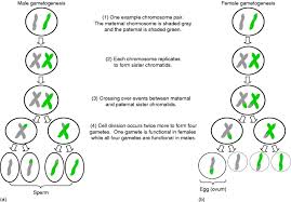 Meiosis - Function, Phases And Examples - Biology Online Dictionary