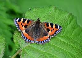 Uk Butterflies Small Tortoiseshell Aglais Urticae