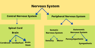 Maybe you would like to learn more about one of these? The Nervous System How Nerve Cells Work Neuron Structure