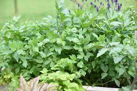 A top london barber explains how to cut a mullet. How To Grow And Use Lovage An Uncommon Herb Gardener S Path