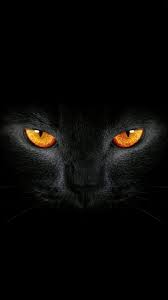 101 4k Mobile Backgrounds Hd 4k Backgrounds Hd Mobile Cute Cat Wallpaper Cat Wallpaper Black Cat Art