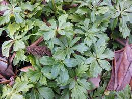 Check spelling or type a new query. Pachysandra Home Garden Information Center